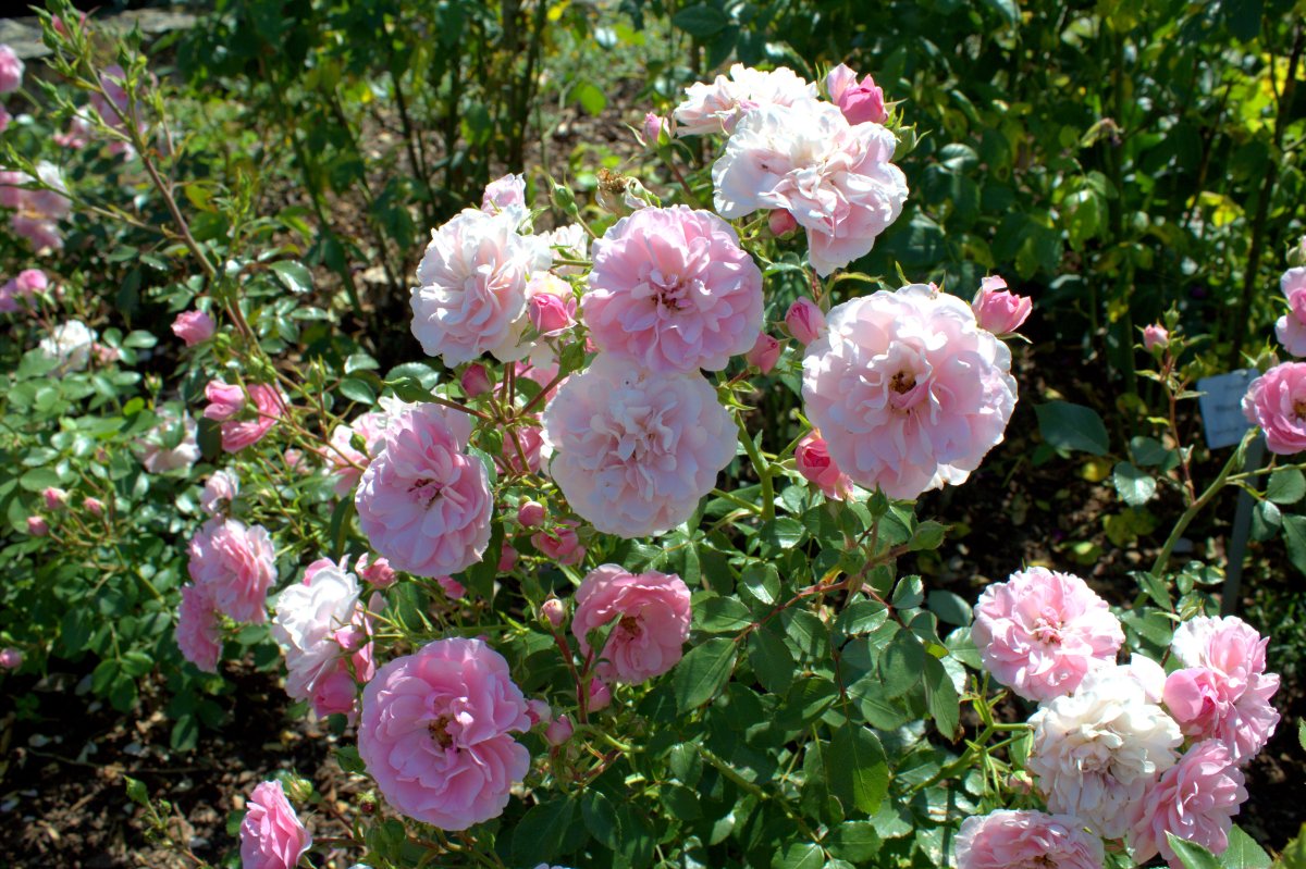 Zauber der Rosen